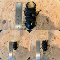 グランディスオオクワガタ　トリオの画像