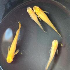選抜種親　産卵中成魚　紅帝アルビノ　2ペア　の画像