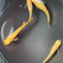 選抜種親　産卵中成魚　紅帝アルビノ　2ペア　の画像