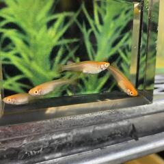選抜種親　産卵中成魚　紅帝アルビノ　2ペア　の画像