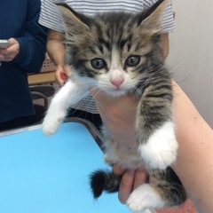 生後1ヶ月の元気な子猫2匹