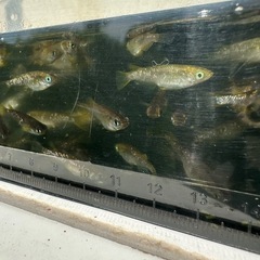 御神メダカの画像