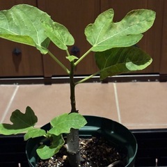 (取引中)いちじく LSU Tiger 挿木苗