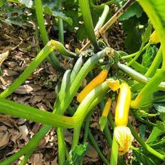 花ズッキーニ1本の画像