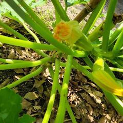 花ズッキーニ1本の画像
