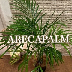 ❇️お部屋のシンボルツリーにぴったり✨な観葉植物【アレカヤシ】✨
