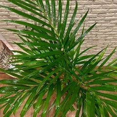 ❇️スタイリッシュな葉形がおしゃれ✨な観葉植物【アレカヤシ】✨の画像