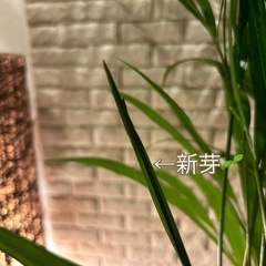 ❇️スタイリッシュな葉形がおしゃれ✨な観葉植物【アレカヤシ】✨の画像