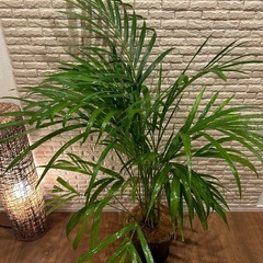 ❇️スタイリッシュな葉形がおしゃれ✨な観葉植物【アレカヤシ】✨の画像