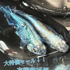 【配送】黒衣 卵 25＋α保証分 漆黒 幹之 虹 メダカ めだか...