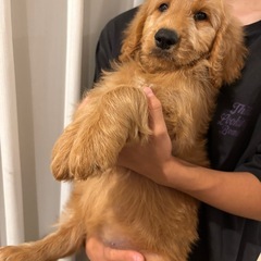 【総額５万円】ゴールデンドゥードル女の子