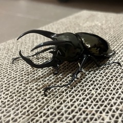 アトラスオオカブト　オスのみ