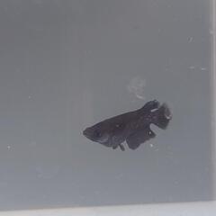 アルティマニア黒閃アースアイの画像