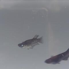 アルティマニア黒閃アースアイの画像