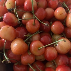 明日朝早くにお取引できる方限定🍒佐藤錦1.5kg