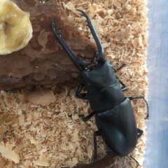 ギラファノコギリクワガタの画像