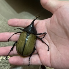 ヘラクレスオオカブト　ペア