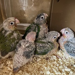 シーズン最終特価!! ウロコインコ5羽 