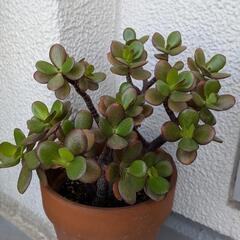 お値下げ①お金のなる木の画像