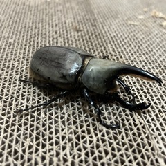 グラントシロカブト　オス