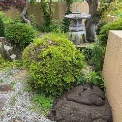 庭木の画像