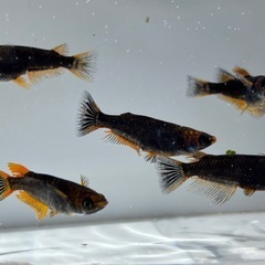 🐟五式typeR GOD   メダカ 8匹 おまかせ選別②🐟の画像