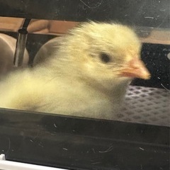 ニワトリの雛