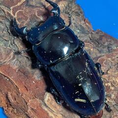 グランディスオオクワガタ【Garuda血統（ラムカ産）】♂２頭＋♀１頭の画像
