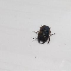 カワムラサビクワガタ　新成虫　早いもの勝ち!　オオクワガタの遠縁なので長寿命で丈夫です　飼育繁殖容易で自由研究にもピッタリ!の画像
