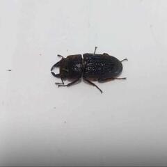 カワムラサビクワガタ　新成虫　早いもの勝ち!　オオクワガタの遠縁なので長寿命で丈夫です　飼育繁殖容易で自由研究にもピッタリ!の画像
