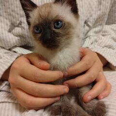 シャム系の子猫です。