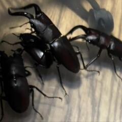 ノコギリクワガタ　ペア