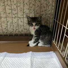 子猫の里親募集します