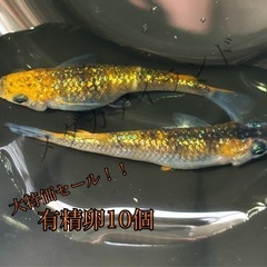 【配送】天界 卵 10＋α保証分 赤頭 三色 ラメ 体外 光 メ...