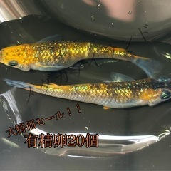 【配送】天界 卵 20＋α保証分 赤頭 三色 ラメ 体外 光 メ...