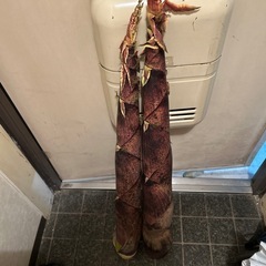 5月15日夕方採れたたけのこ