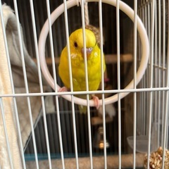 迷子の黄色のセキセイインコを探しています