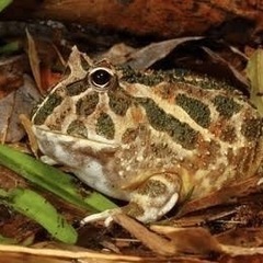 欲しいツノガエルの品種募集中です。