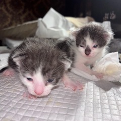母猫ロシアンブルー　父猫種別不明　６月１日生まれ