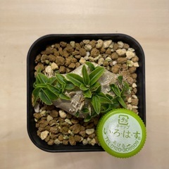 パキボディウム　実生　恵比寿笑いの画像