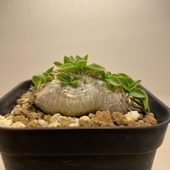 パキボディウム　実生　恵比寿笑いの画像