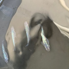 親種　サファイア　メダカ　めだか