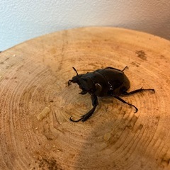 インターメディアツヤクワガタ　ペアの画像