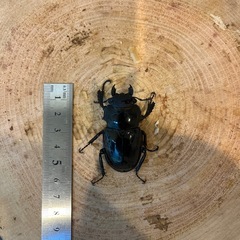 インターメディアツヤクワガタ　ペアの画像