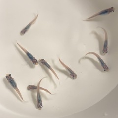 改良メダカ  成魚  10匹  ✨深海✨