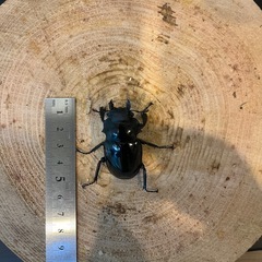 インターメディアツヤクワガタ　ペア②の画像