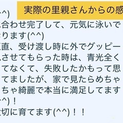 極青　グッピー
 ブルーレース 20匹セット　限定3セットの画像