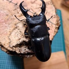 オキナワヒラタクワガタペア♂60㎜～65㎜+メス2頭