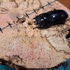 【値下げ】オキナワヒラタクワガタペア♂62～63㎜サイズ❗の画像