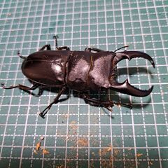 【値下げ】オキナワヒラタクワガタペア♂62～63㎜サイズ❗の画像